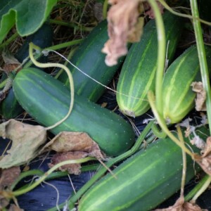 Concombre Le Généreux Bio - 1 gramme