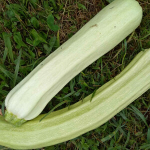 Courgette Blanche de Sicile Bio - 2 grammes