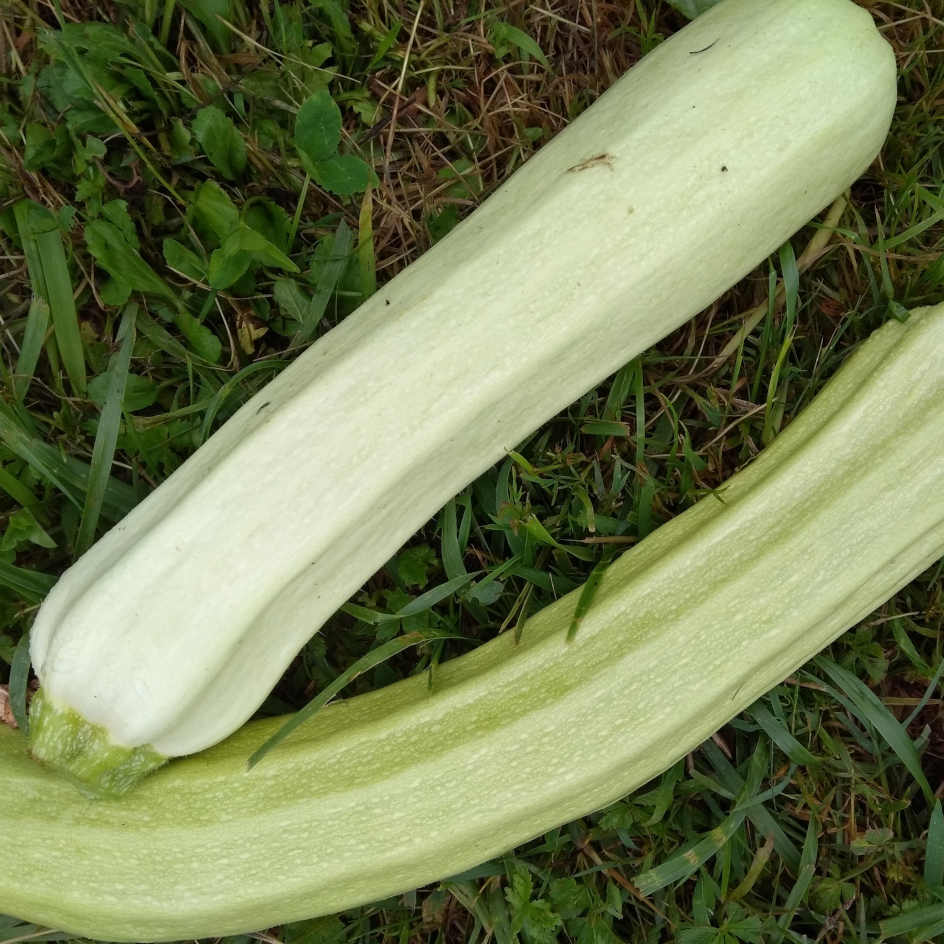 Courgette Longue de Toscane - Allongée