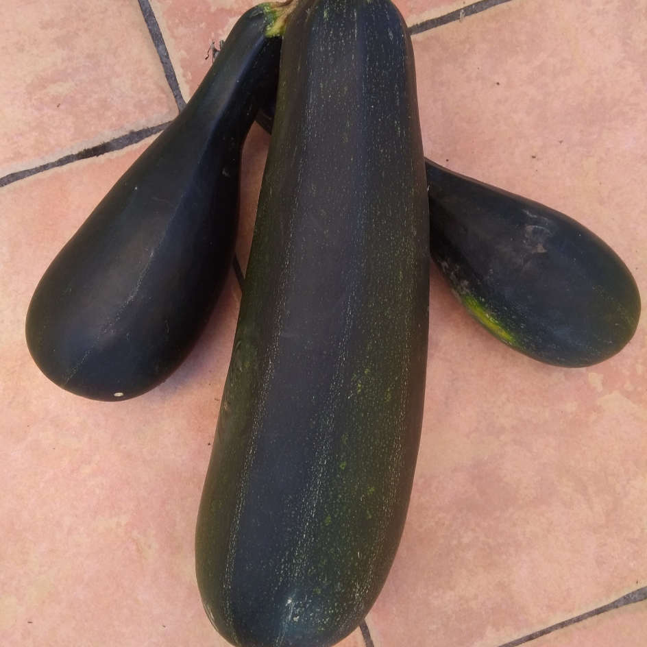 Courgette Zuboda Bio