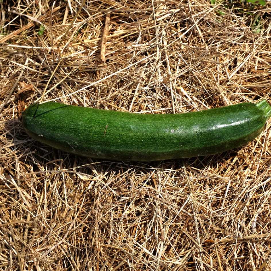 Nos graines potagères de courgette verte Tarmino F1 - La Bonne Graine