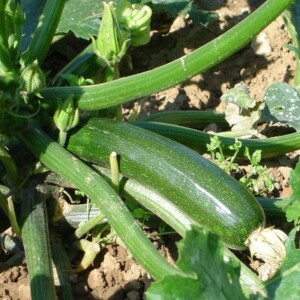 Courgette Verte Non Coureuse des Maraîchers Bio - 2 grammes