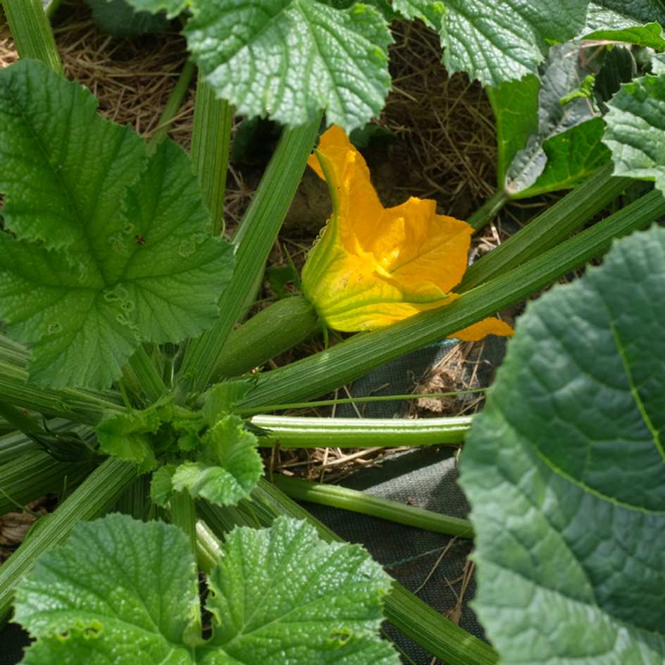 Courgette Blanche d'Egypte Courgette Blanche d'Egypte