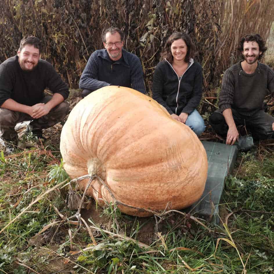 Courges maxima