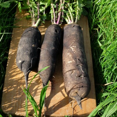 Radis poids d'horloge bio