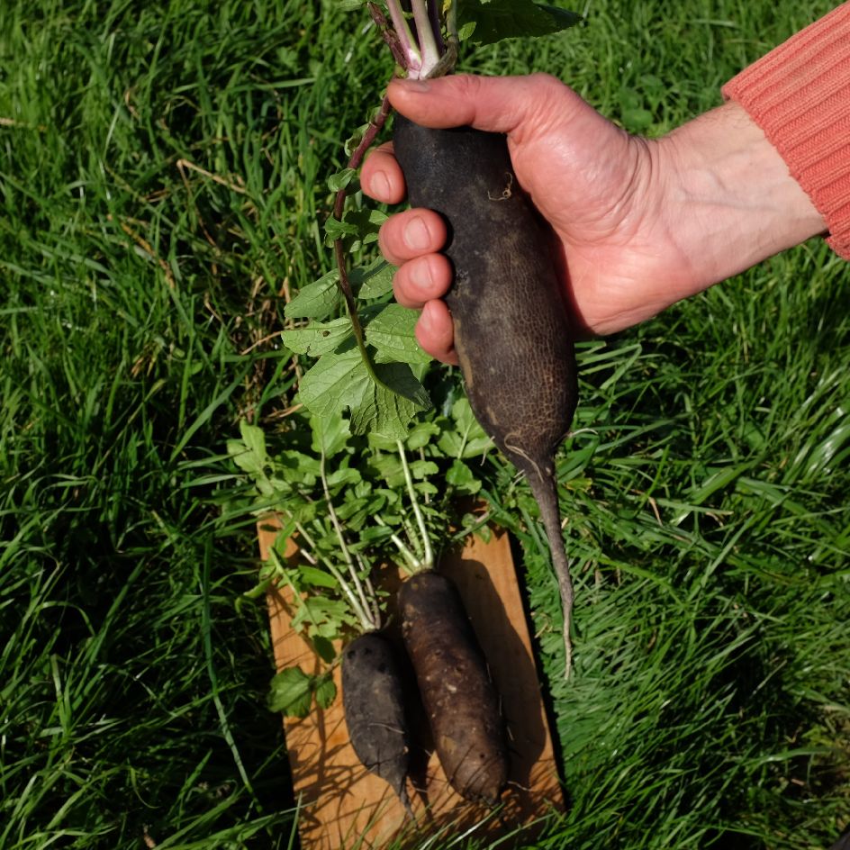 Radis Noir Poids d’Horloge Bio