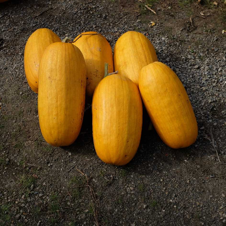 Graines De Courge Musquée Sucrine Du Berry - Les Graines Bocquet - Sachet Pour Potager - 6