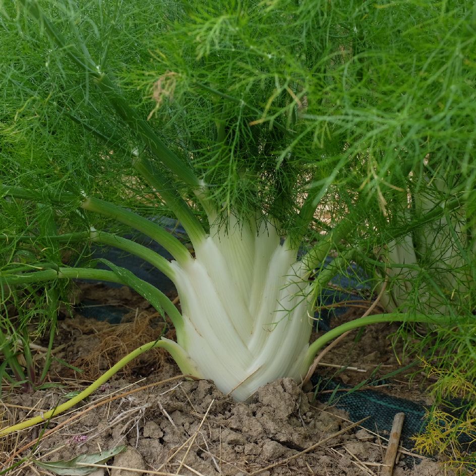 Fenouil Zefa Fino Bio