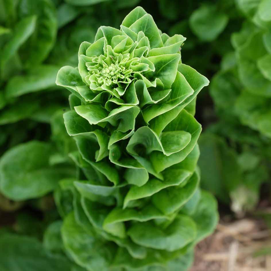 Laitue romaine Sucrine – Semences du Portage