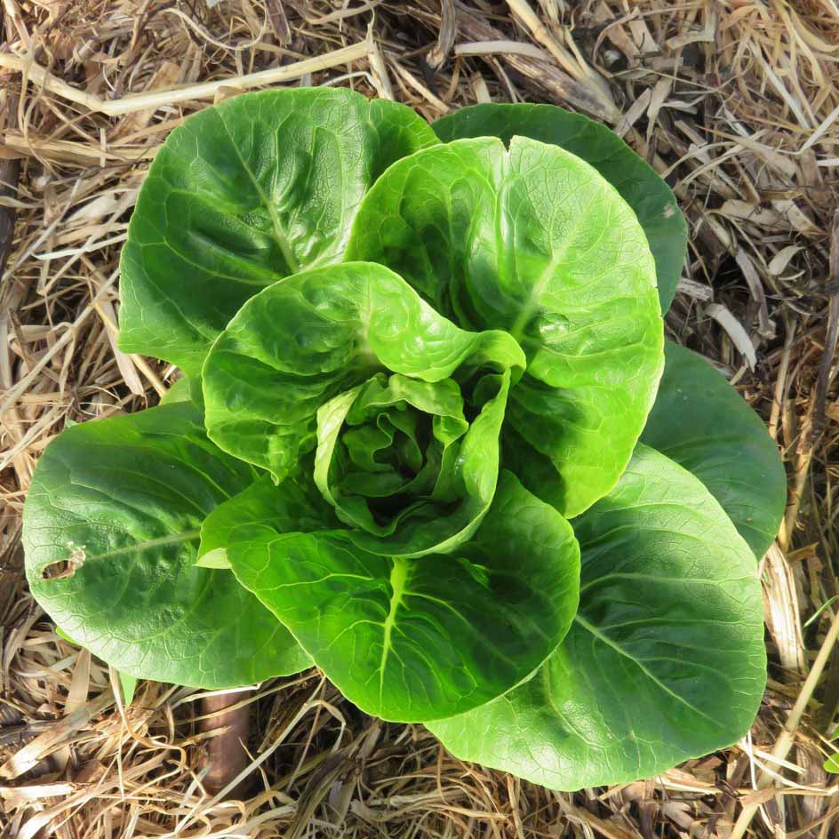 Laitue romaine Sucrine – Semences du Portage