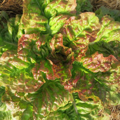 Laitue à couper frisée d'Amérique bio