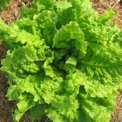 Laitue à couper frisée bio d'Australie