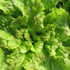 Laitue à couper Saint Vincent bio