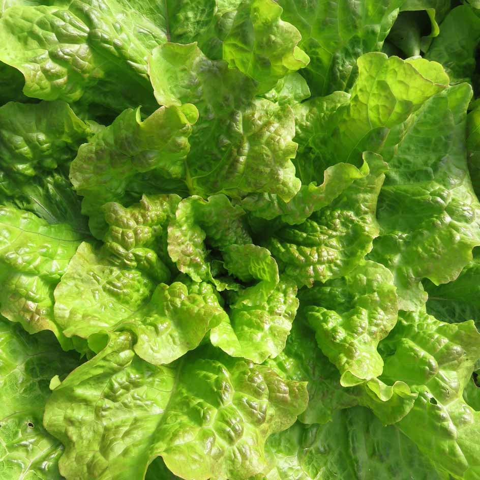 Laitue à Couper Saint Vincent Bio
