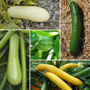 Mélange de Courgettes Bio - Gamme Couleur au Jardin - 10 graines