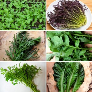 Mélange de Mesclun Bio - Gamme Couleur au Jardin - 1 gramme