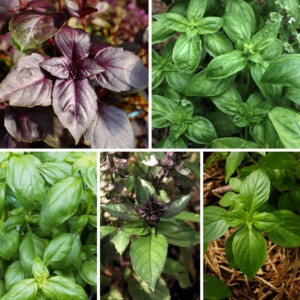 Mélange de Basilics Bio - Gamme Couleur au Jardin - 0.25 gramme