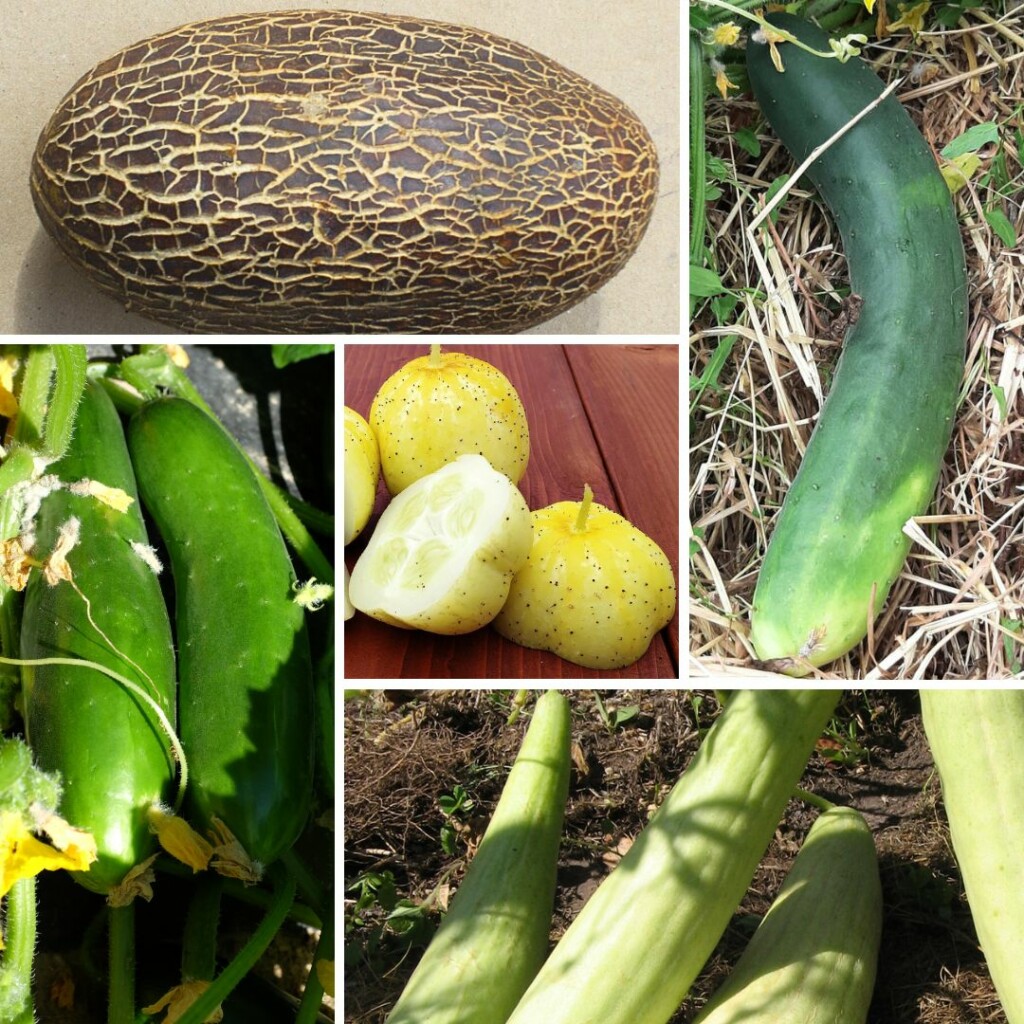 Mélange de Concombres Bio - Gamme Couleur au Jardin - La Boîte à