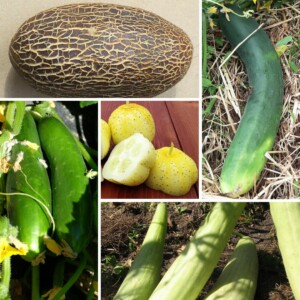 Mélange de Concombres Bio - Gamme Couleur au Jardin - 25 graines