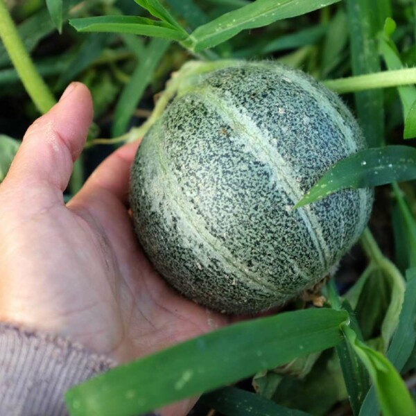 Graines De Melon Honeydew Vert Chair (Cucumis Melo) - 50+ Graines - Variété Savoureuse