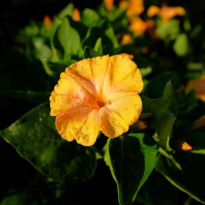 Belle de Nuit Orange Bio - 1 gramme