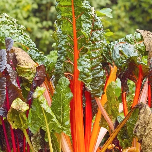 Poirée Bright Light2 Poirée Bright Light, colorée et lumineuse