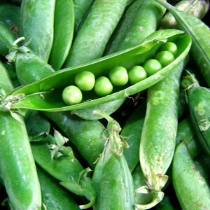 Pois Merveille de Kelvedon Bio - 100 grammes