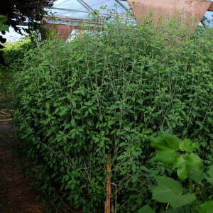 Coriandre bolivienne / Papalo Bio - 30 graines