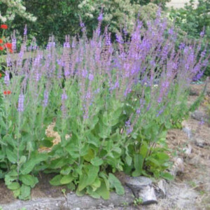 Sauge des Steppes Bio - 0,2 gramme