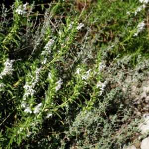 Sarriette des Montagnes Bio - 0,3 gramme