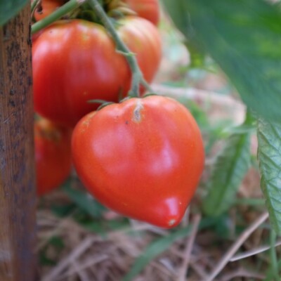 Tomate Cœur de Bœuf de Jérusalem: Les fruits rouge-rosé sont en forme de cœur. De 400 et 500 grammes, ils sont doux et sucrés avec peu de graines.