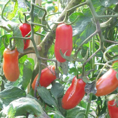 Tomate coucougnette de Vendée bio