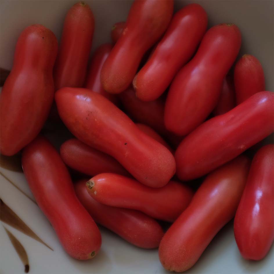 Tomate Coucougnette de Vendée Bio