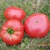 Tomate Prudens Purple chair bio