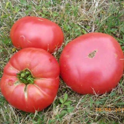Tomate Prudens Purple chair bio