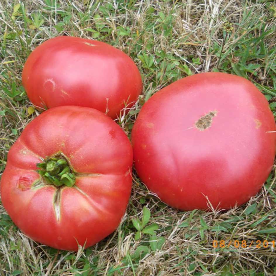 Tomate Pruden’s Purple Bio