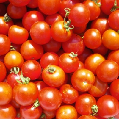 Tomate délice du Jardinier bio