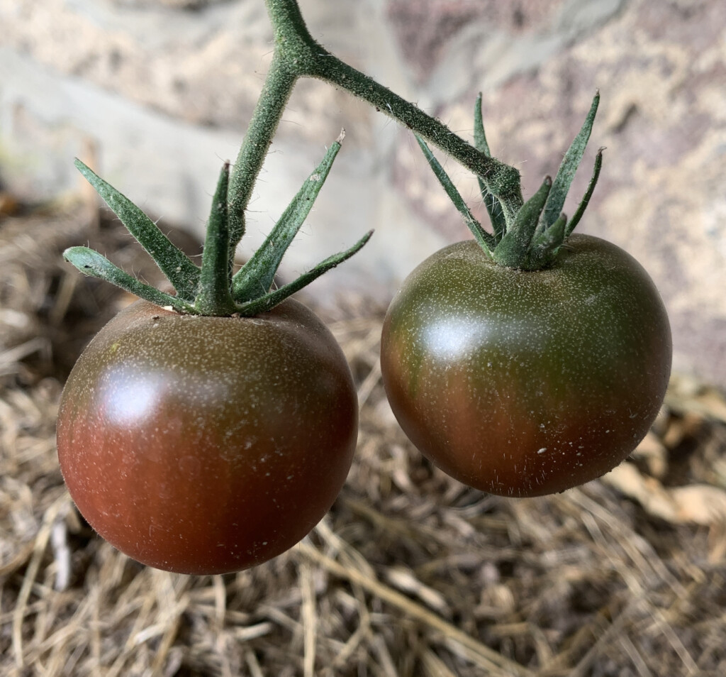 Tomate Black Cherry Bio