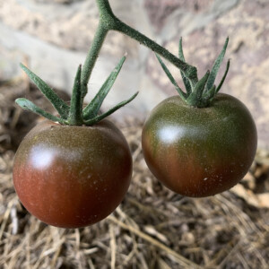 Tomate Black Cherry Bio - 0.2 gramme