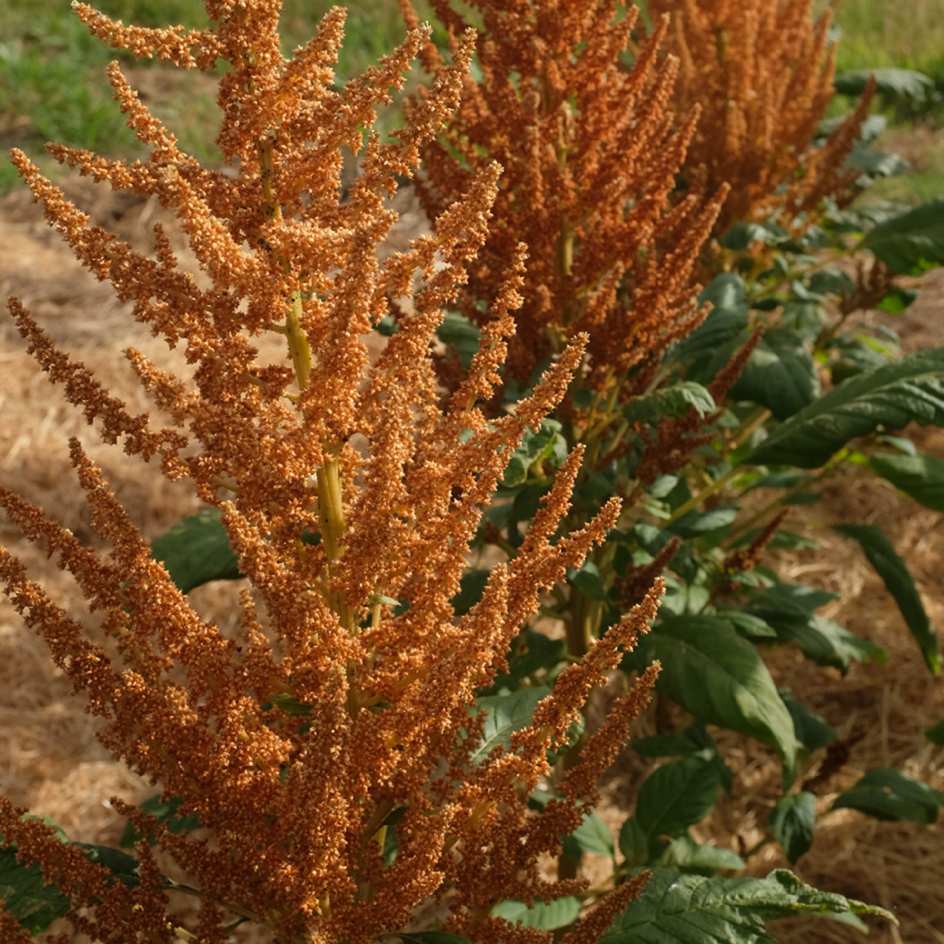 amarante-golden-giant-bio-semence-la-boite-a-graines-2025 (6) - Copie_WEB Graines d’amarante dorées et brunes, riches en protéines, issues d’une variété cultivée pour la consommation.