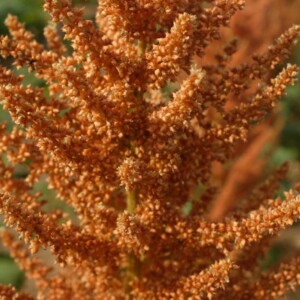 Graines d’amarante dorées et brunes, riches en protéines, issues d’une variété cultivée pour la consommation.