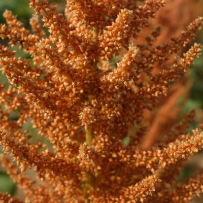 Graines d’amarante dorées et brunes, riches en protéines, issues d’une variété cultivée pour la consommation.