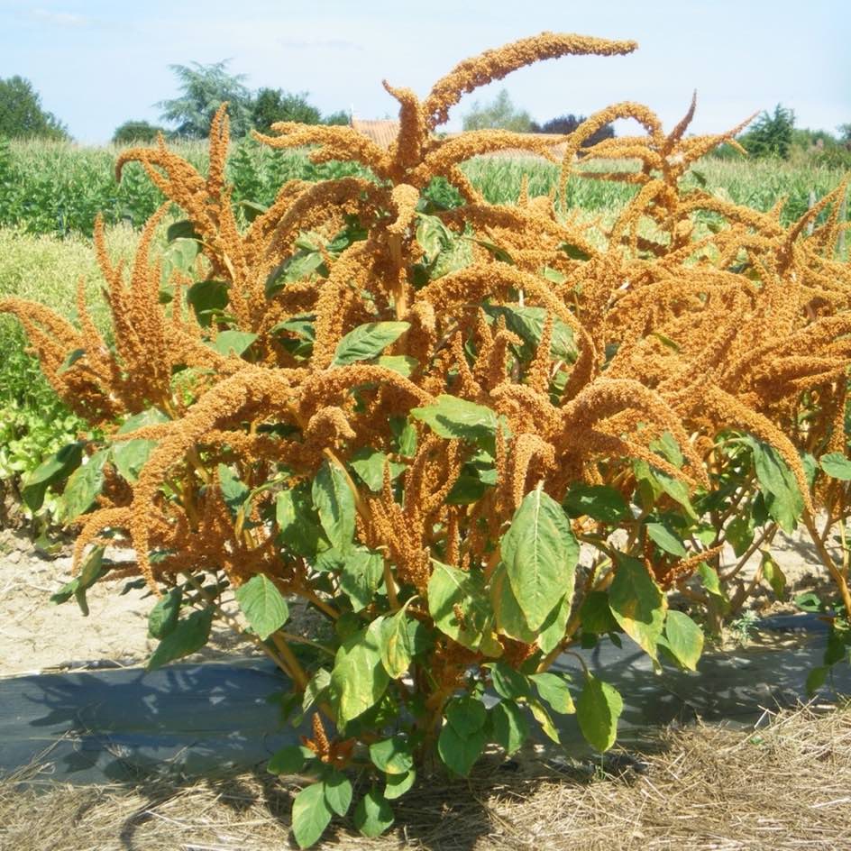 Graines Légumes bio - La Boîte à Graines