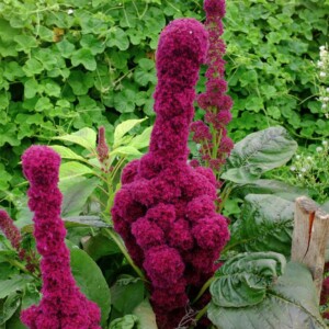 Amarante Tête d’Éléphant Bio - 0.5 gramme