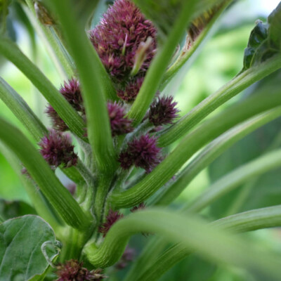 amaranthus cruentus amaranthe tete d'éléphant plante bio