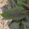 amaranthus cruentus amaranthe tete d'éléphant plante bio