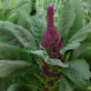 amaranthus cruentus amaranthe tete d'éléphant plante bio