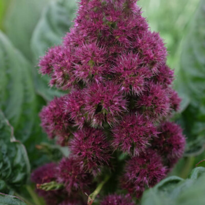 amaranthus cruentus amaranthe tete d'éléphant plante bio