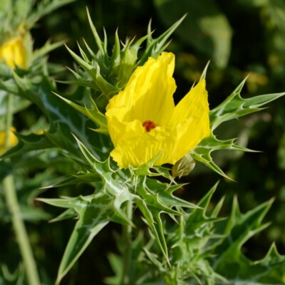 argemone mexicaine