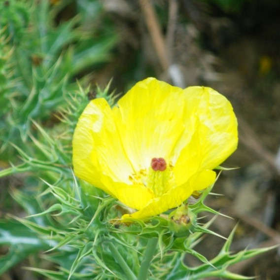 Fleurs annuelles